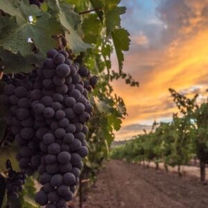 Winery customized services